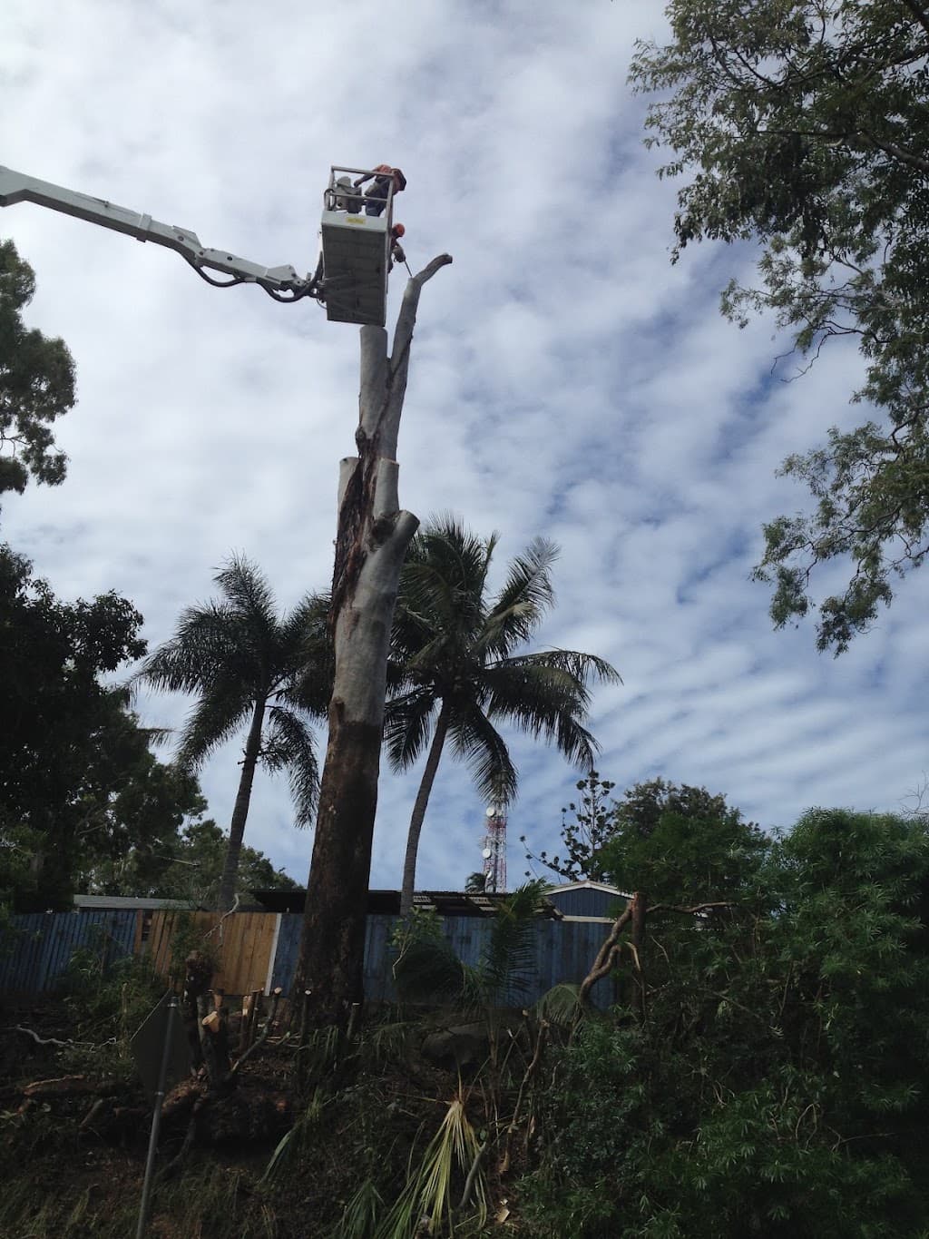 Complete Tree Management