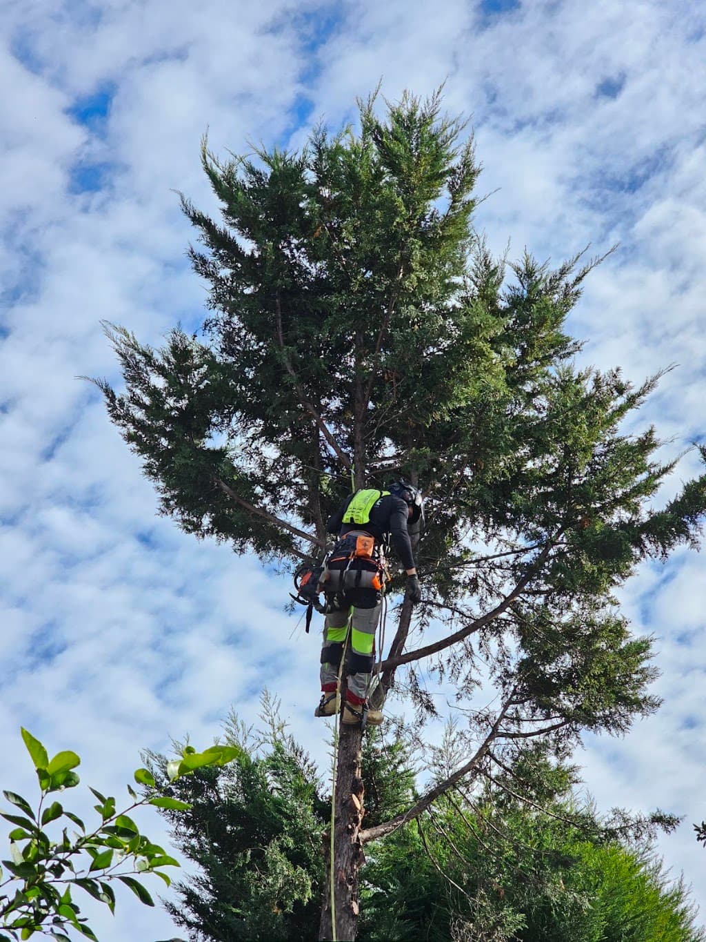Greenline Arboriculture Services