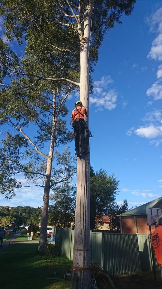 Agility Professional Tree Service