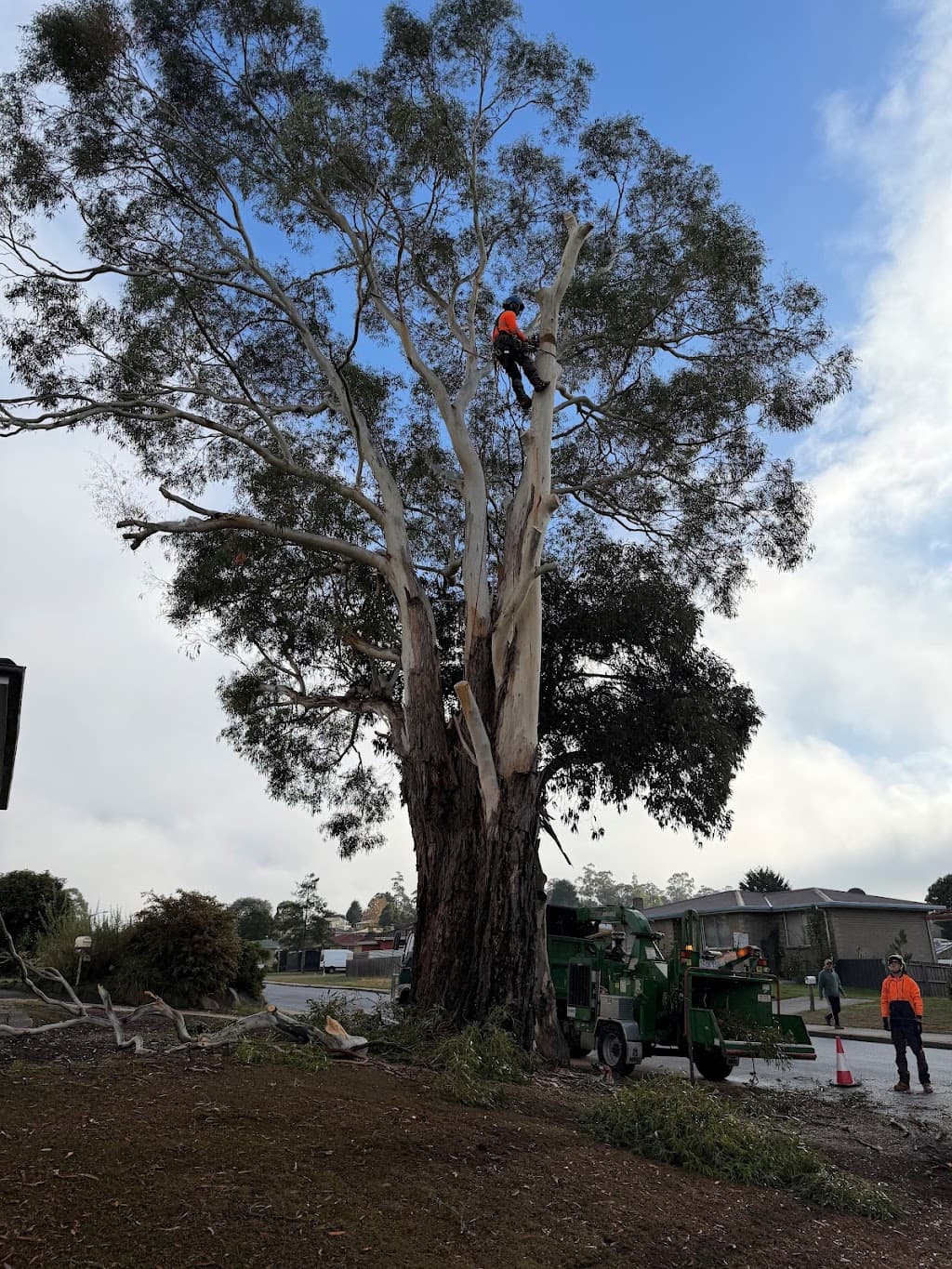 Tree Solutions Launceston