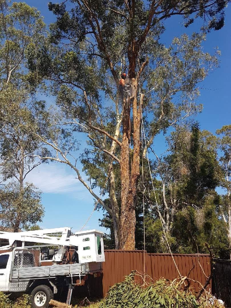 True Blue Tree Lopping