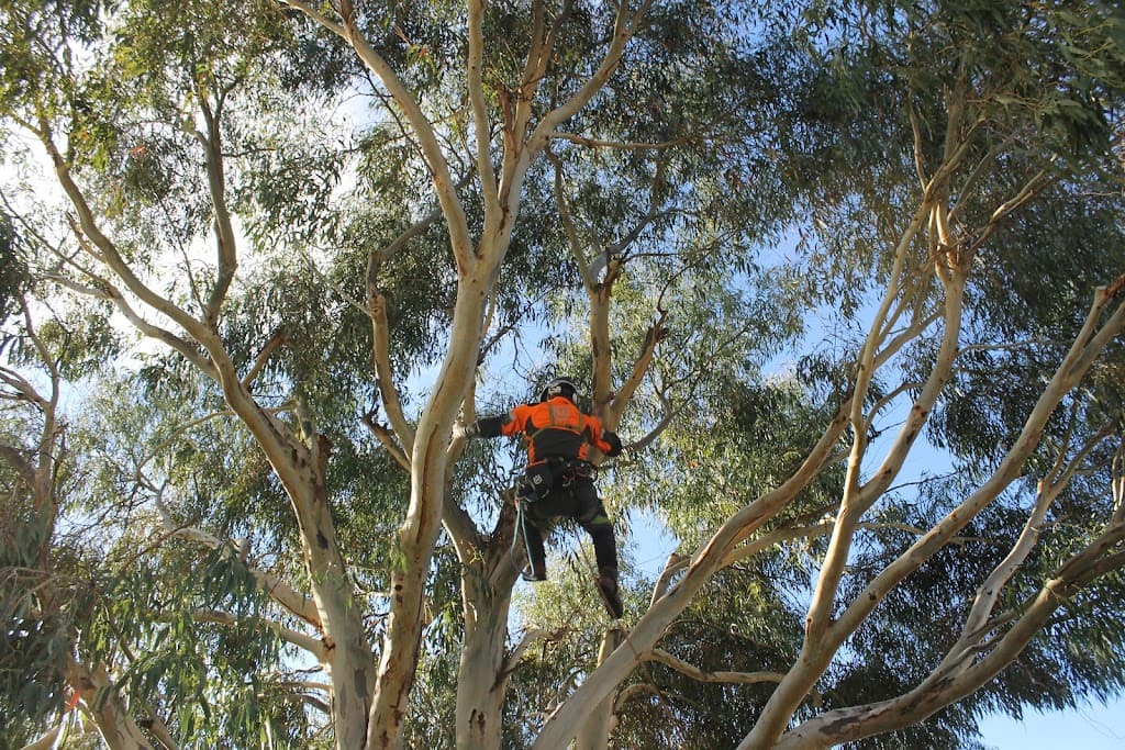 Why Arb- Arborist and Grounds Maintenance Hobart