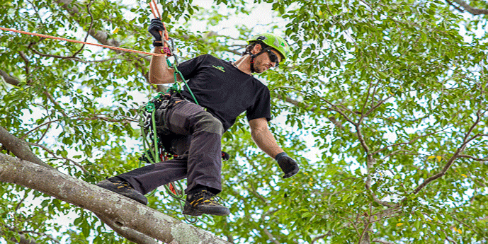 Evergreen Tree Care