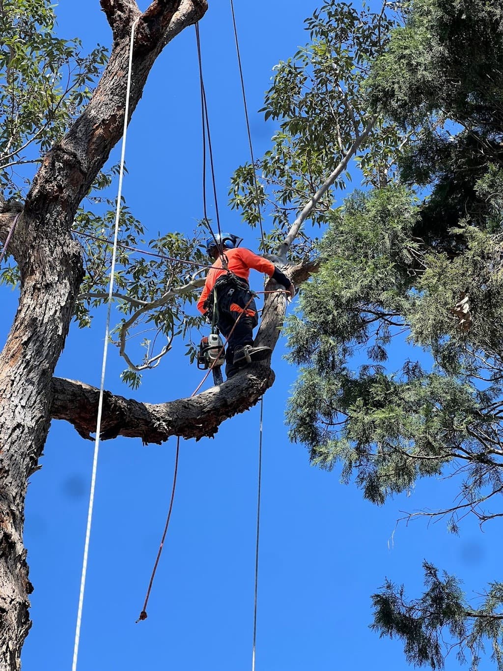 Plumb Trees