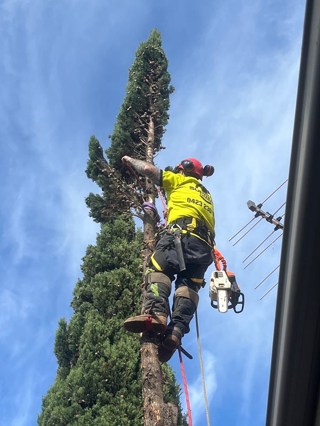 Safer Trees Melbourne