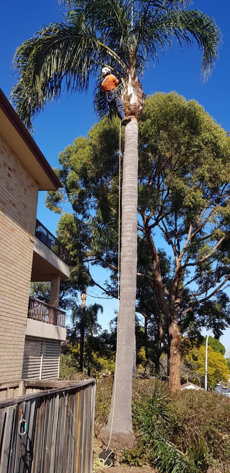 All Sydney Tree Services