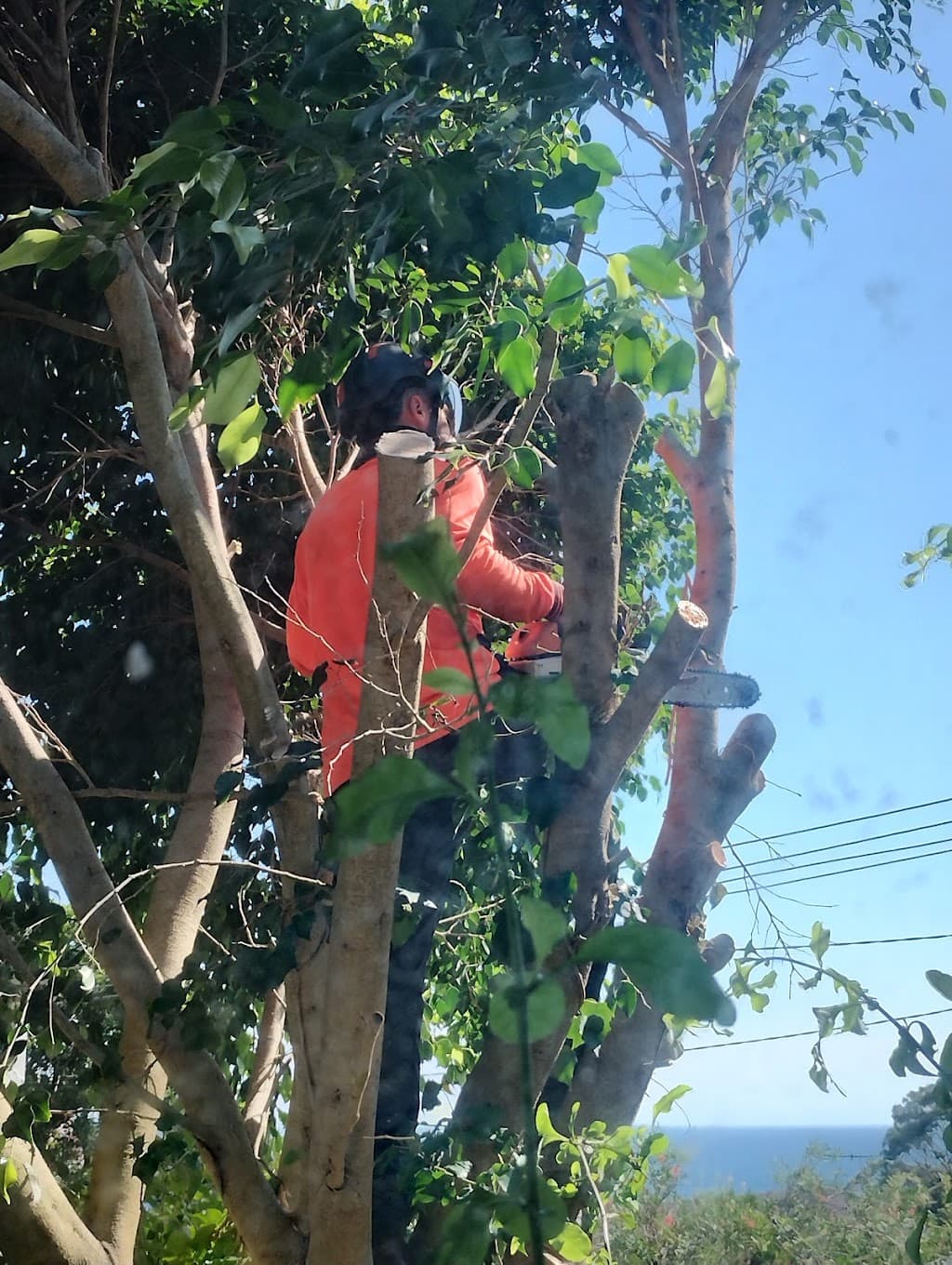 Northern Beaches Arborist