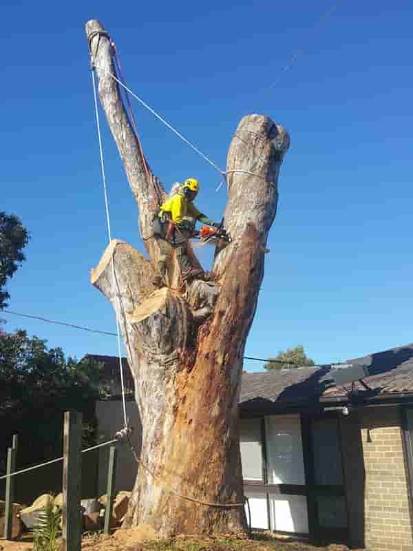 Treelife