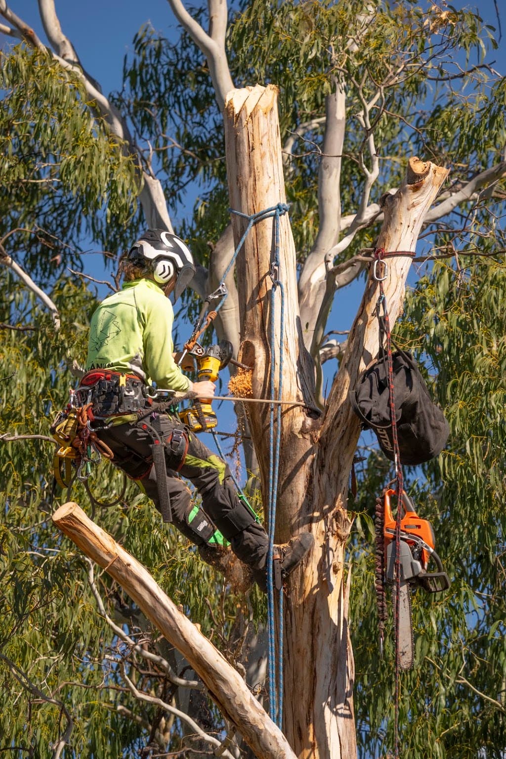 Tasmanian Tree Care