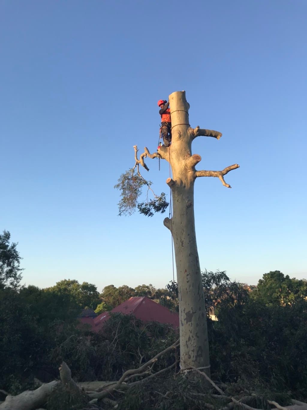Eclipse Tree Services