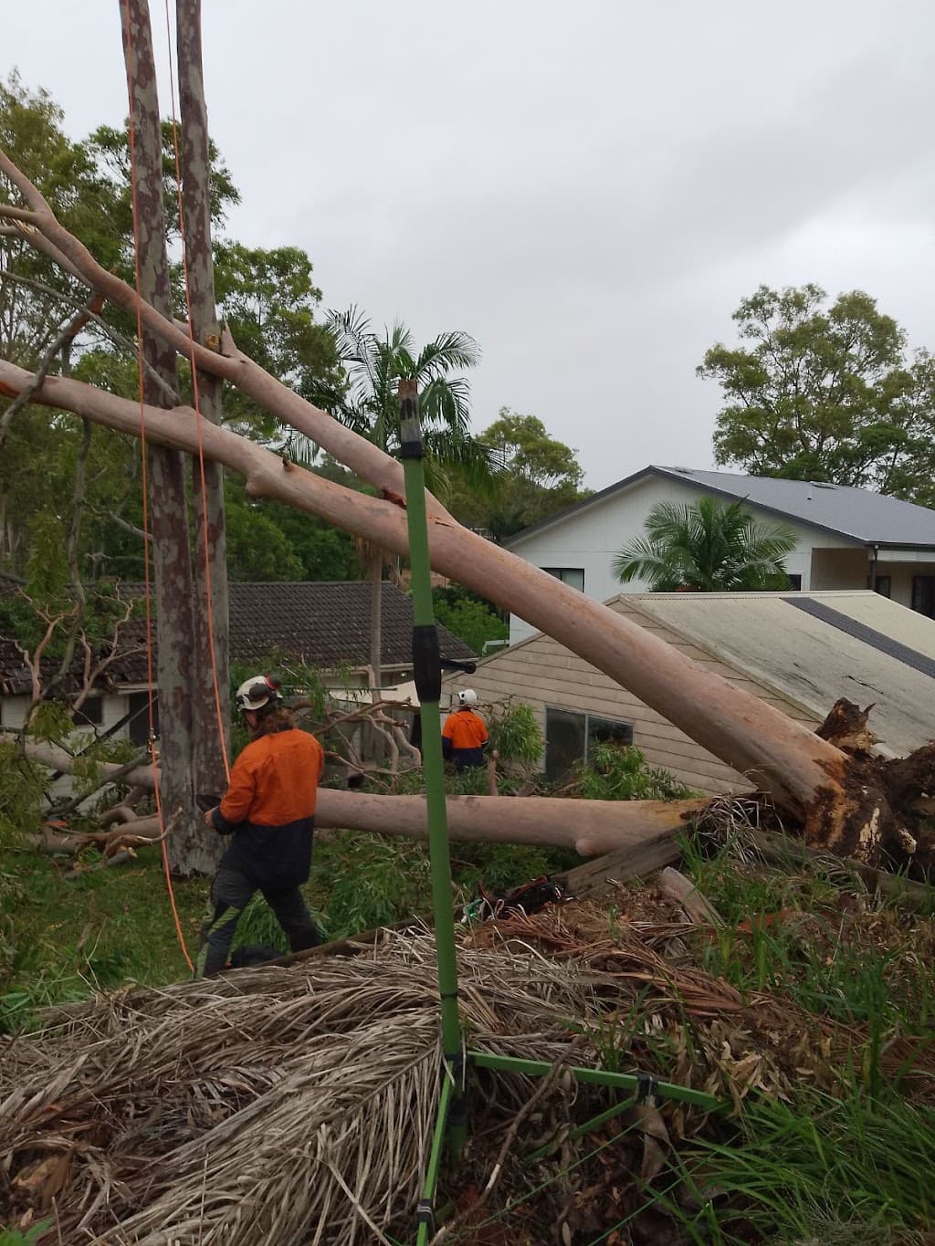 Newcastle Precision Tree Services