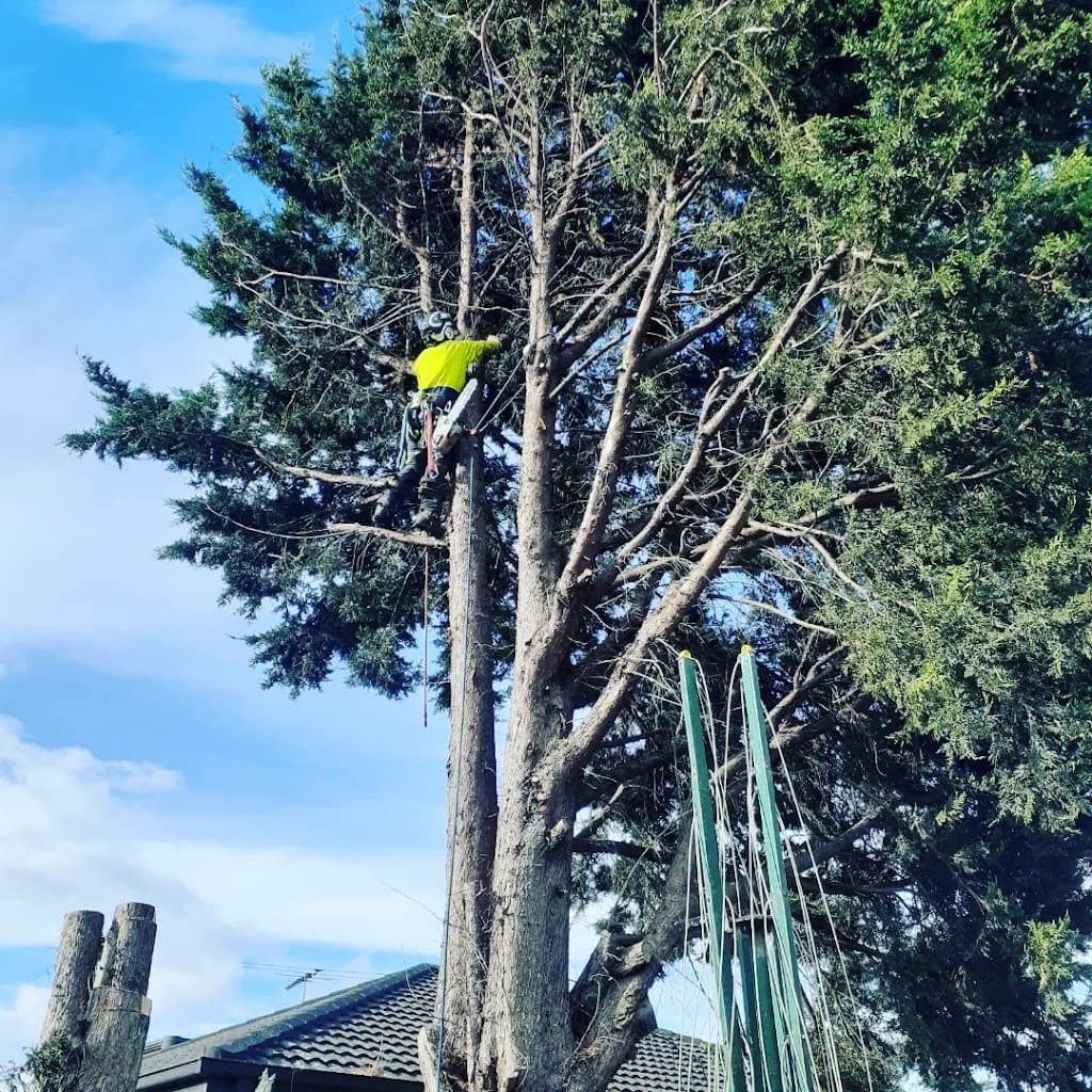 Victorian Tree Specialists