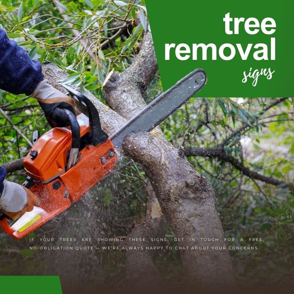 Tree Removals Adelaide