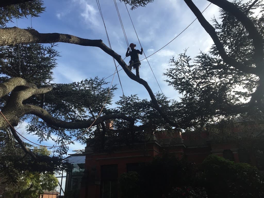 Arborhort Tree Services and Garden Care
