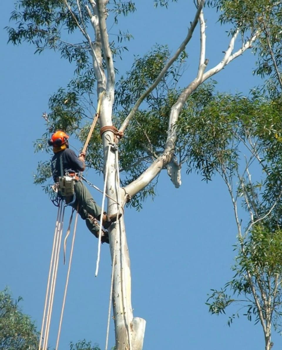 ABC All Tree Services Stump arborist tree lopping