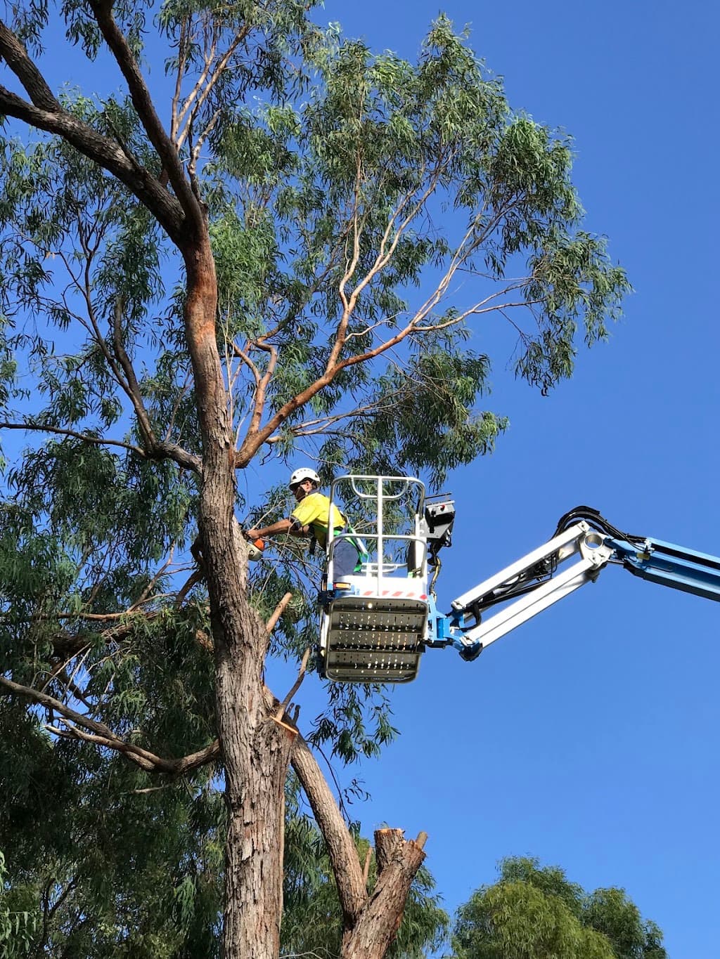 Urban Arborcare