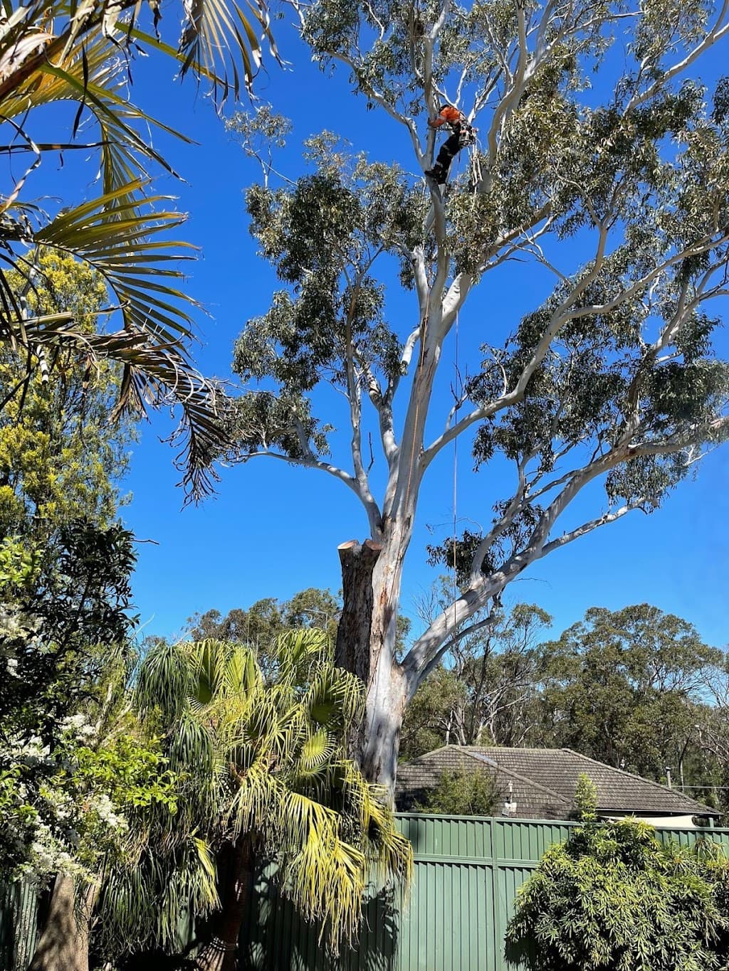 Plateau Trees | Tree Removal Sydney