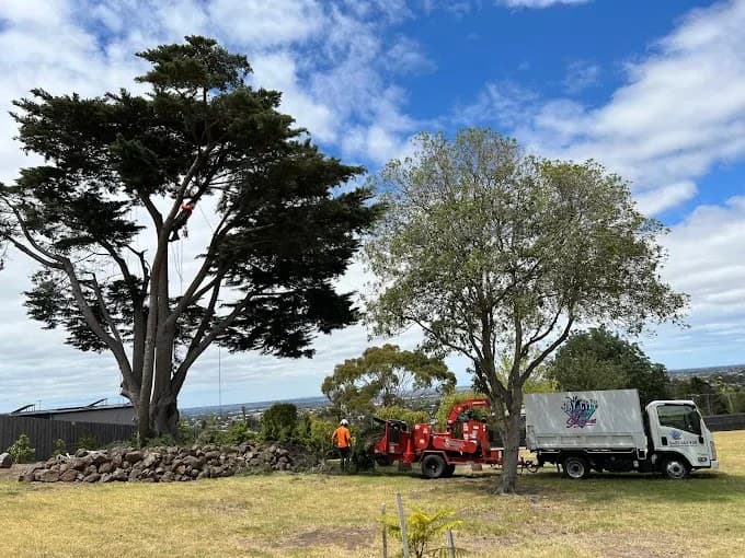 Bay City Tree Services