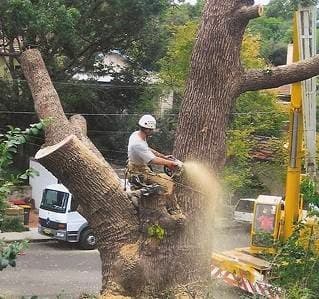 Sydney Tree Solutions