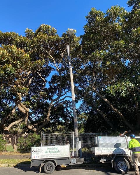 Branch Out Tree Specialists