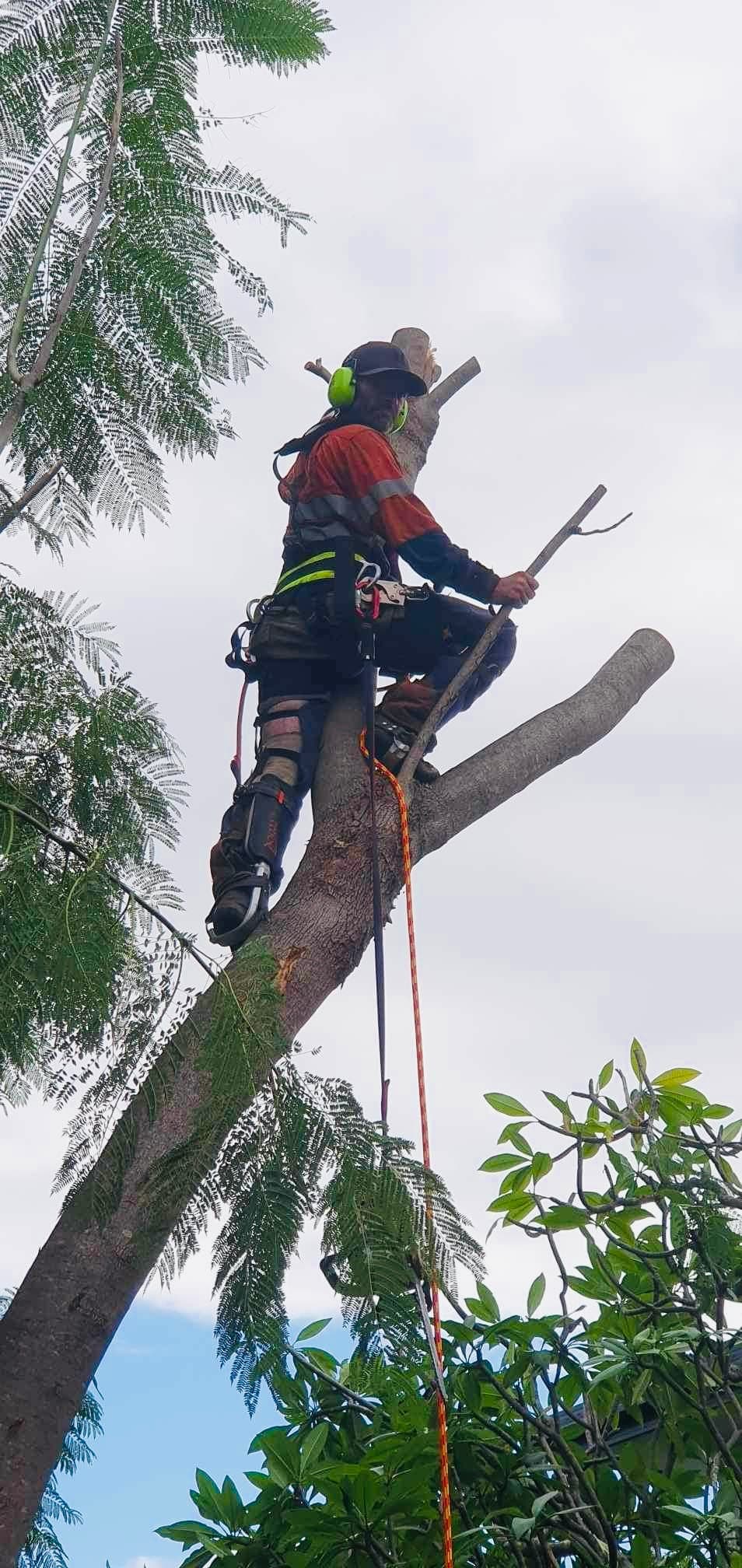 Arborist Tree Techs