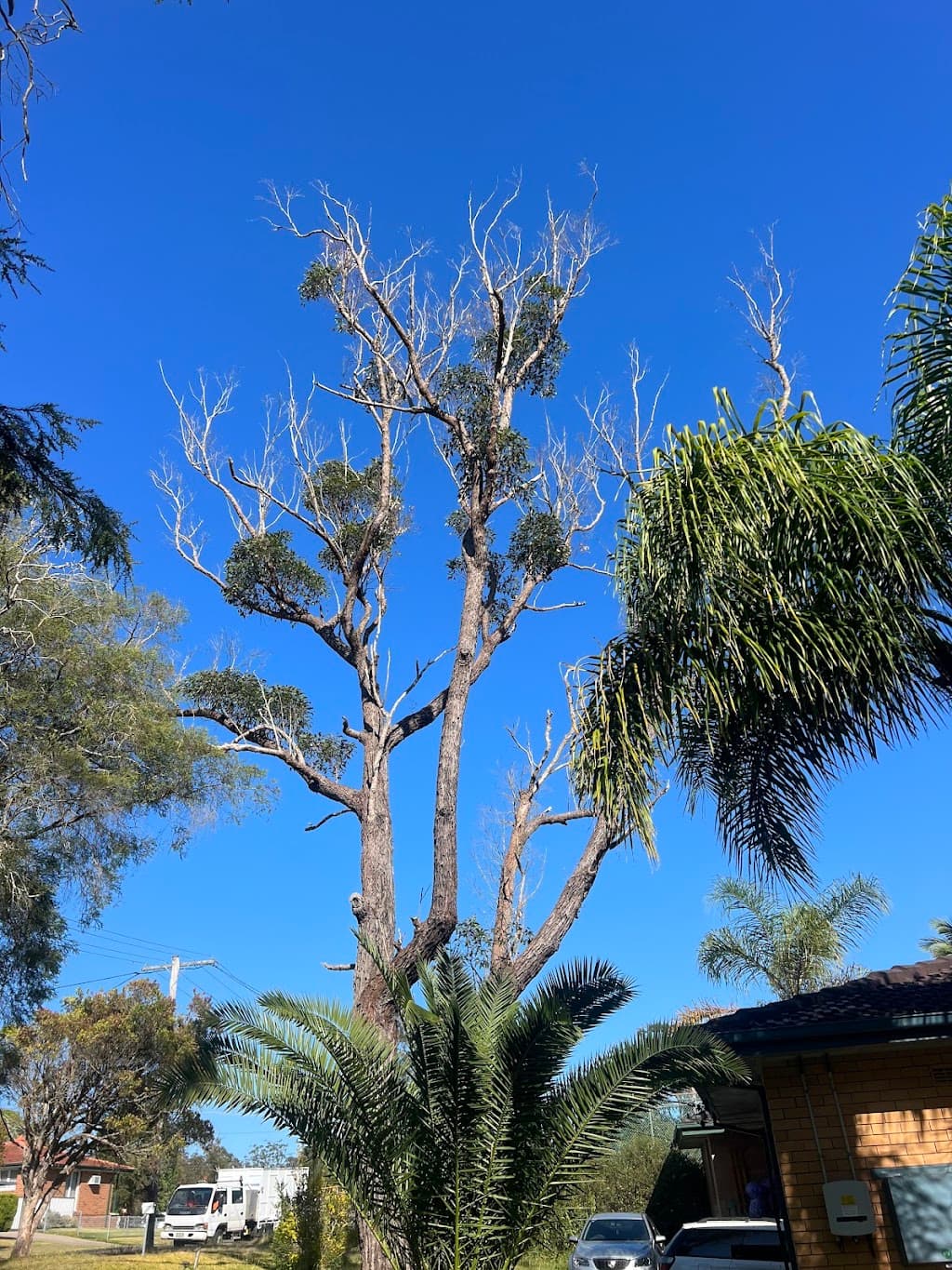 EziClip Tree Service