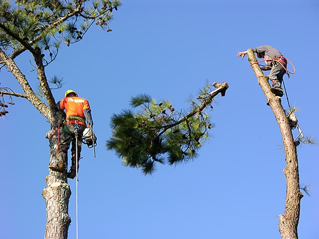 Melbourne Stump Removals