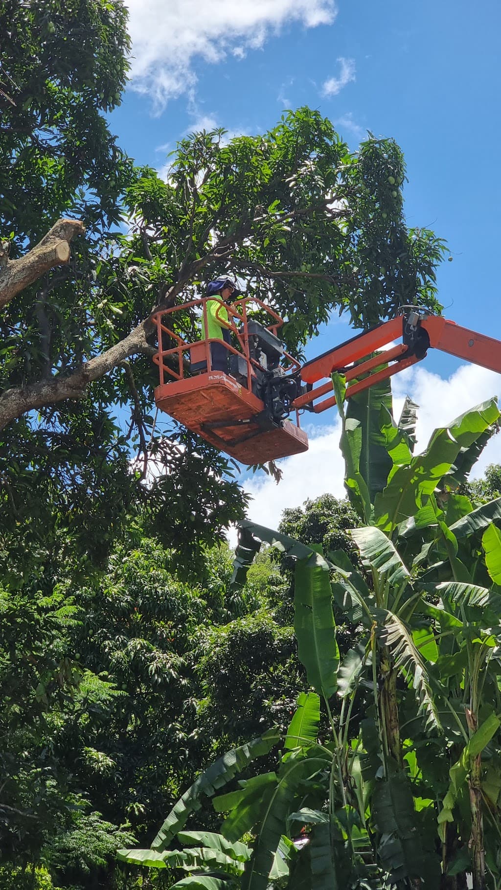 Cairns Tree Care - Tree Lopping and Tree Removals