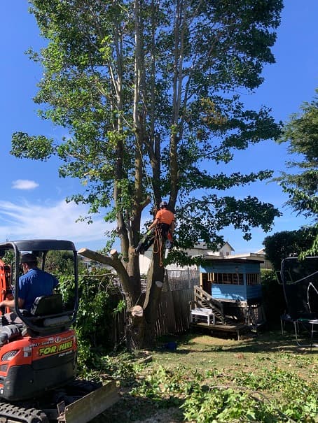 Tree Services Launceston TSL