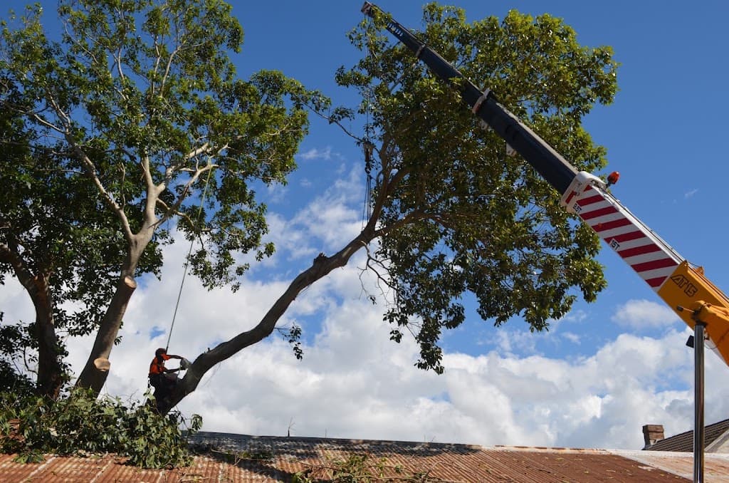Cutting Edge Tree Maintenance