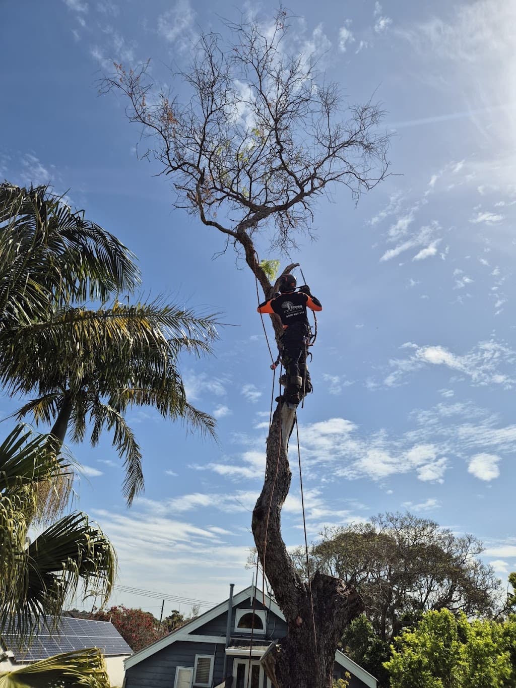 Trees Company