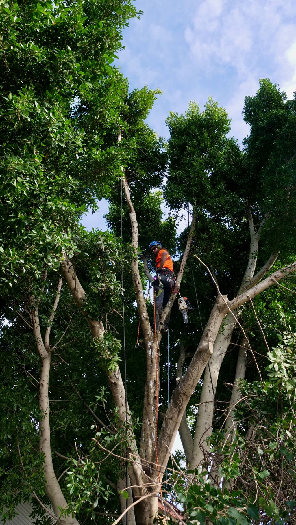 Balanced Tree Care