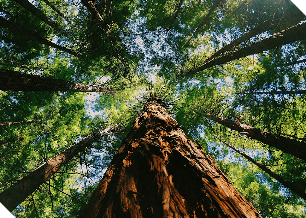 Sydney Tree Firm