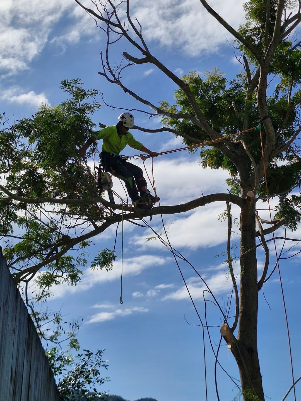 Tropical Tree Solutions