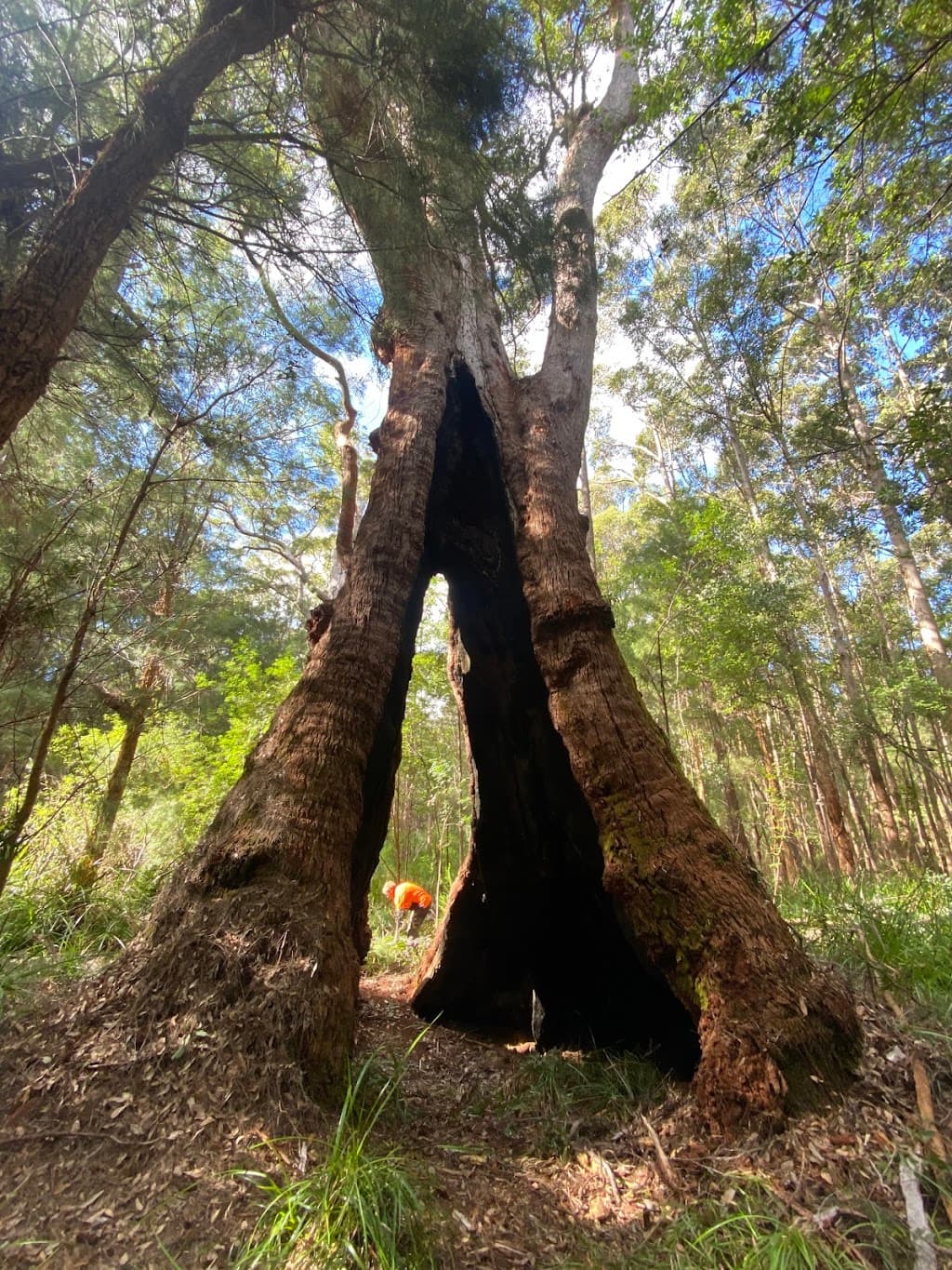 Arboriculture Victoria