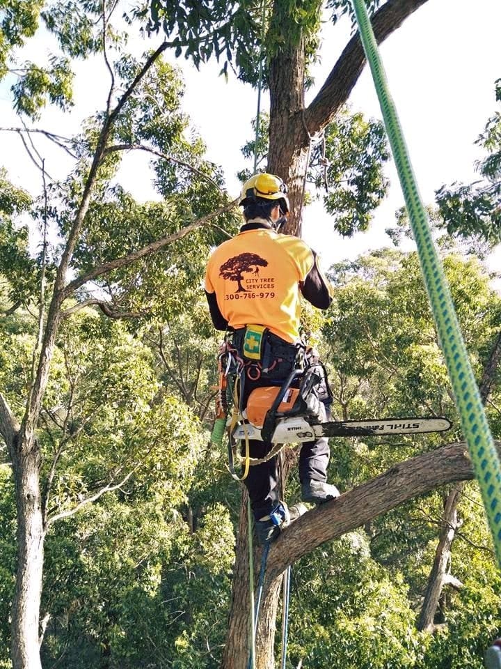 City Tree Services