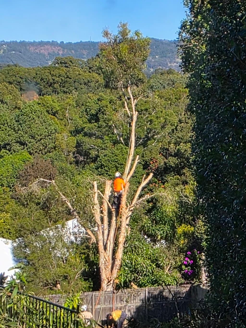 Tip Top Trees and Gardens