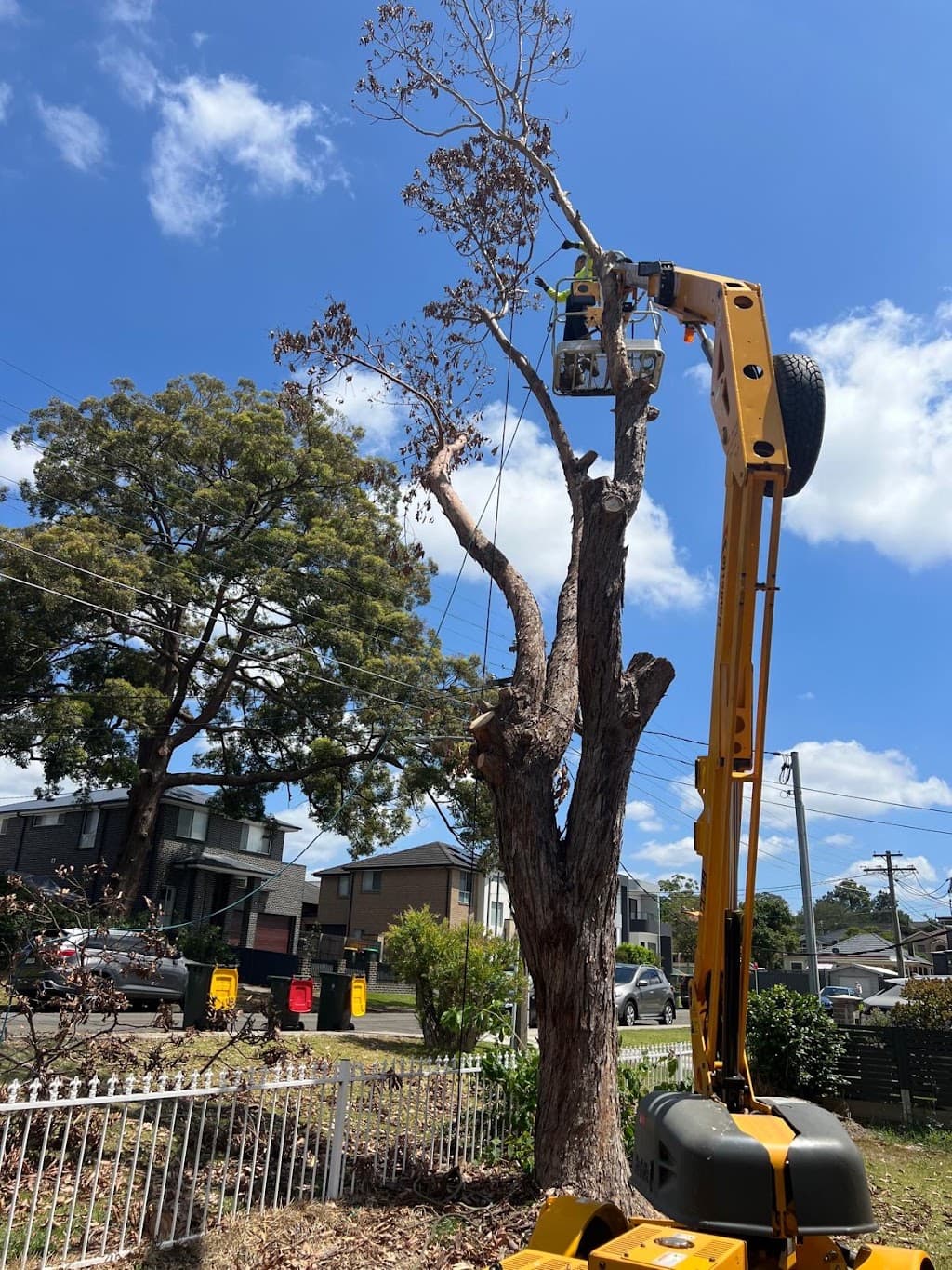 Sydney tree services