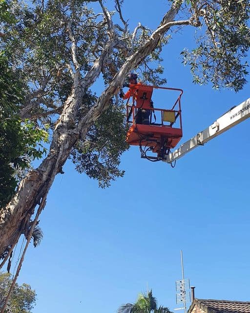 Caloundra Trees