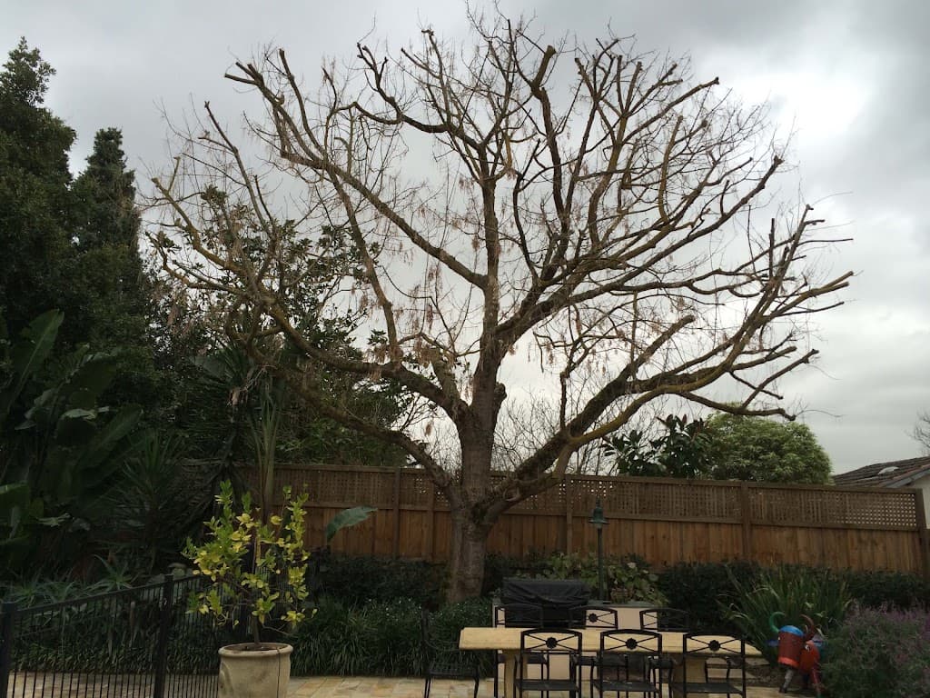 The Special Branch Arborist