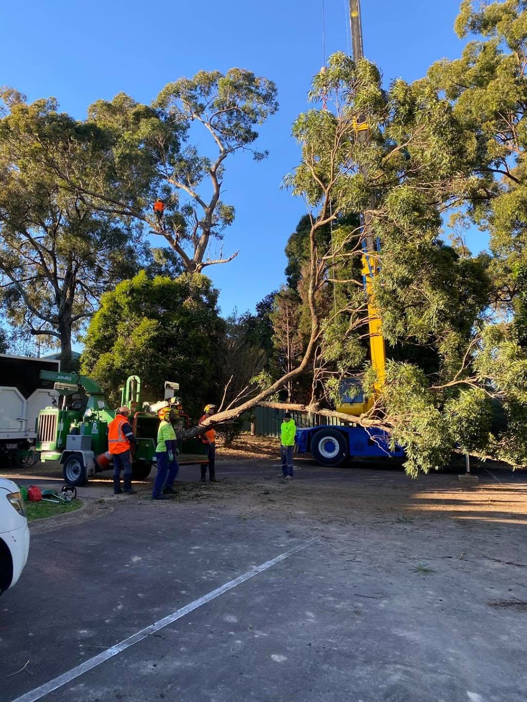 Chop n Drop Tree Specialists