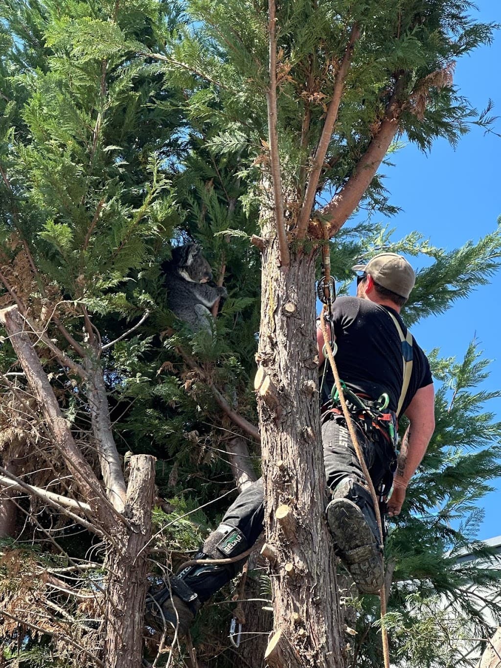 Arborcare Tree Contractors