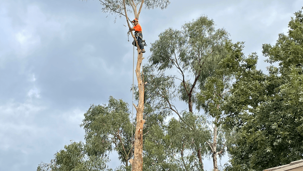 Dan & Rob Tree Specialists