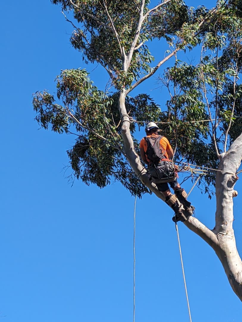 All Australian Tree Palm and Garden Services