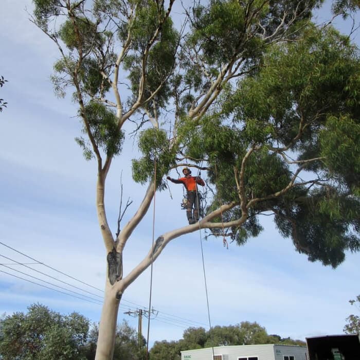 J & B Tree Service - Tree and Stump Removal Adelaide