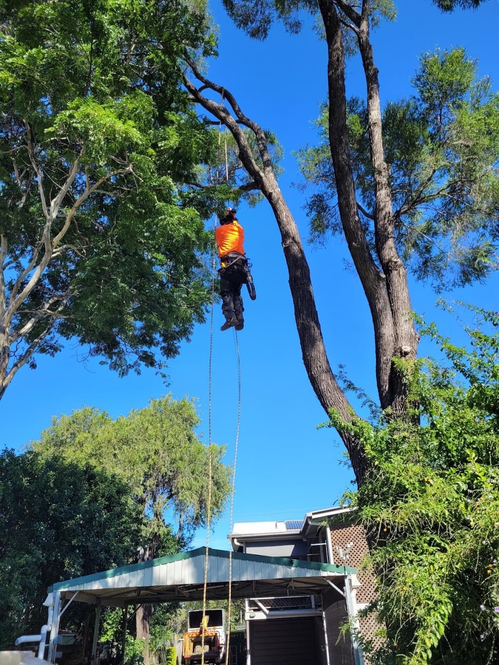 Tree Care Specialists