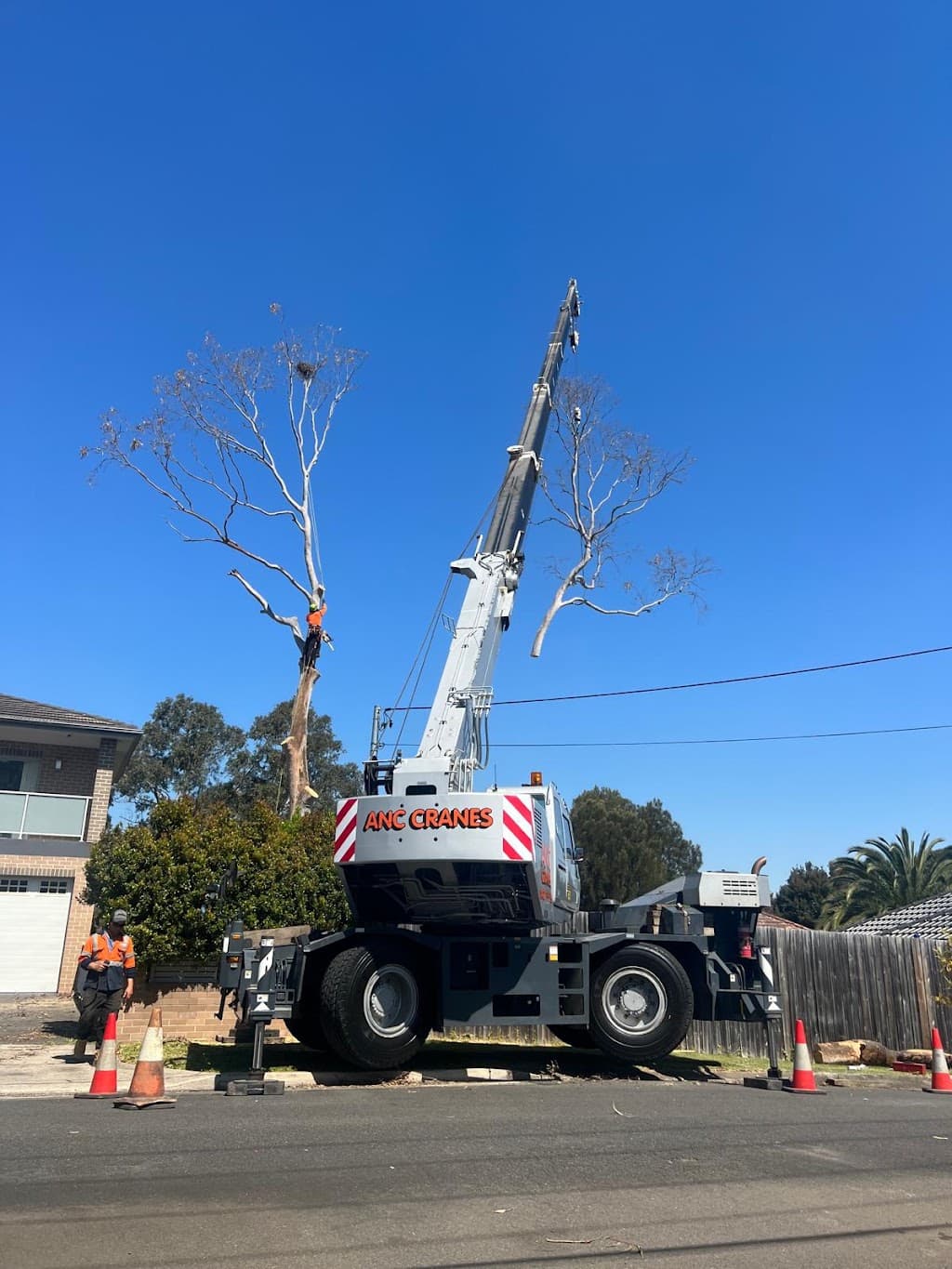 Treemendous Tree Care Sydney