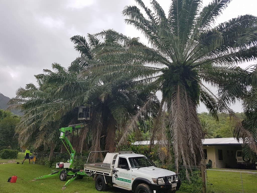Affordable Palm & Tree Maintenance