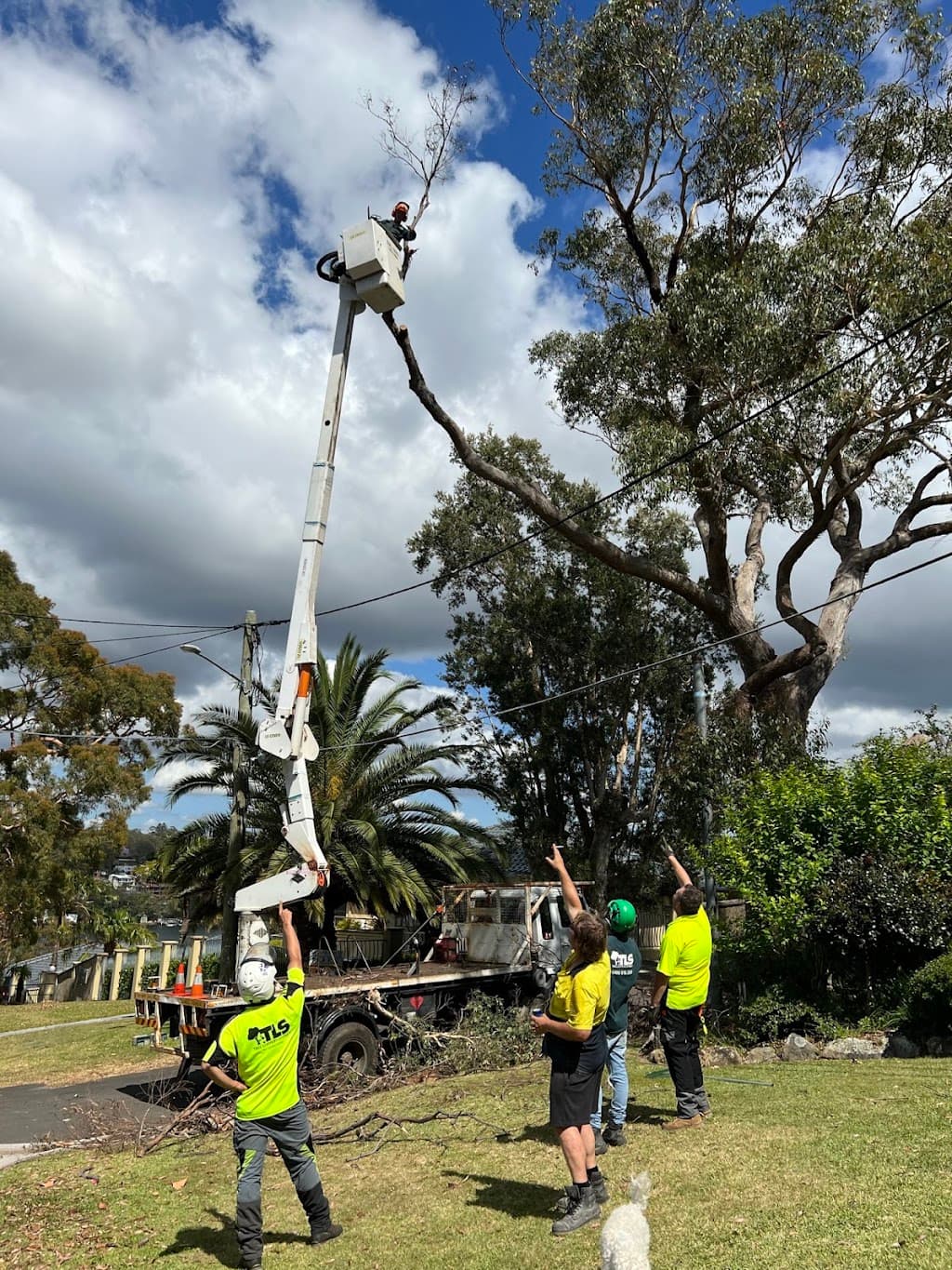 Tree Loppers Sydney-TLS