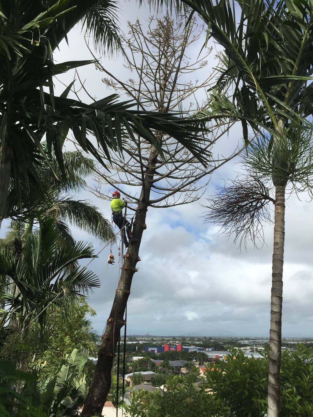 All Tree Services